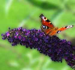Butterfly on Butterfly Bush