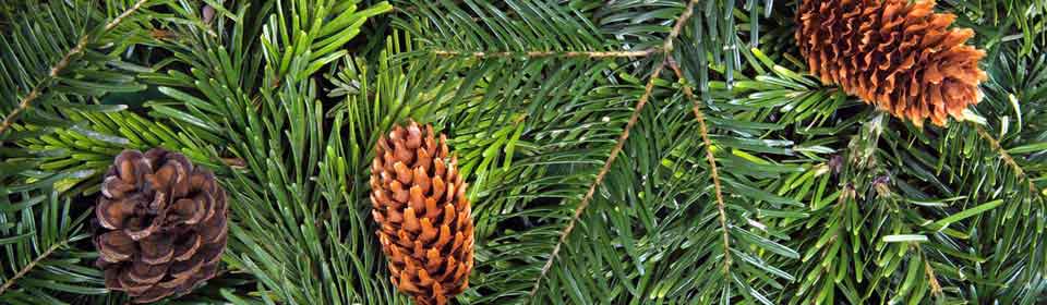 Pine cones and evergreen