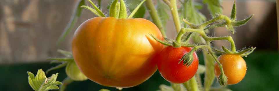 growing tomatoes